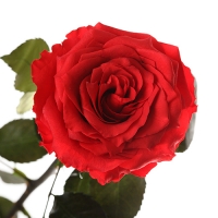 Long time fresh rose in a box