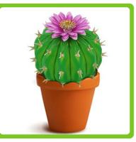 Cacti and Succulents