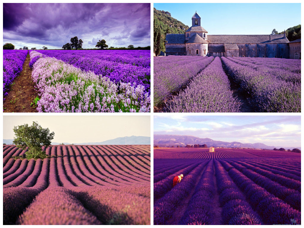 http://ua-flowers.com/images/content/Provence_photo.png