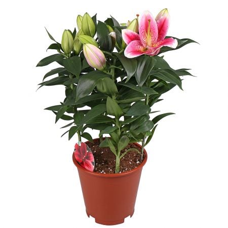 Product Lily in a pot