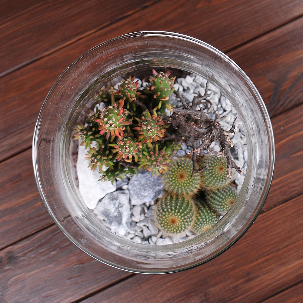 Product Vase with cacti