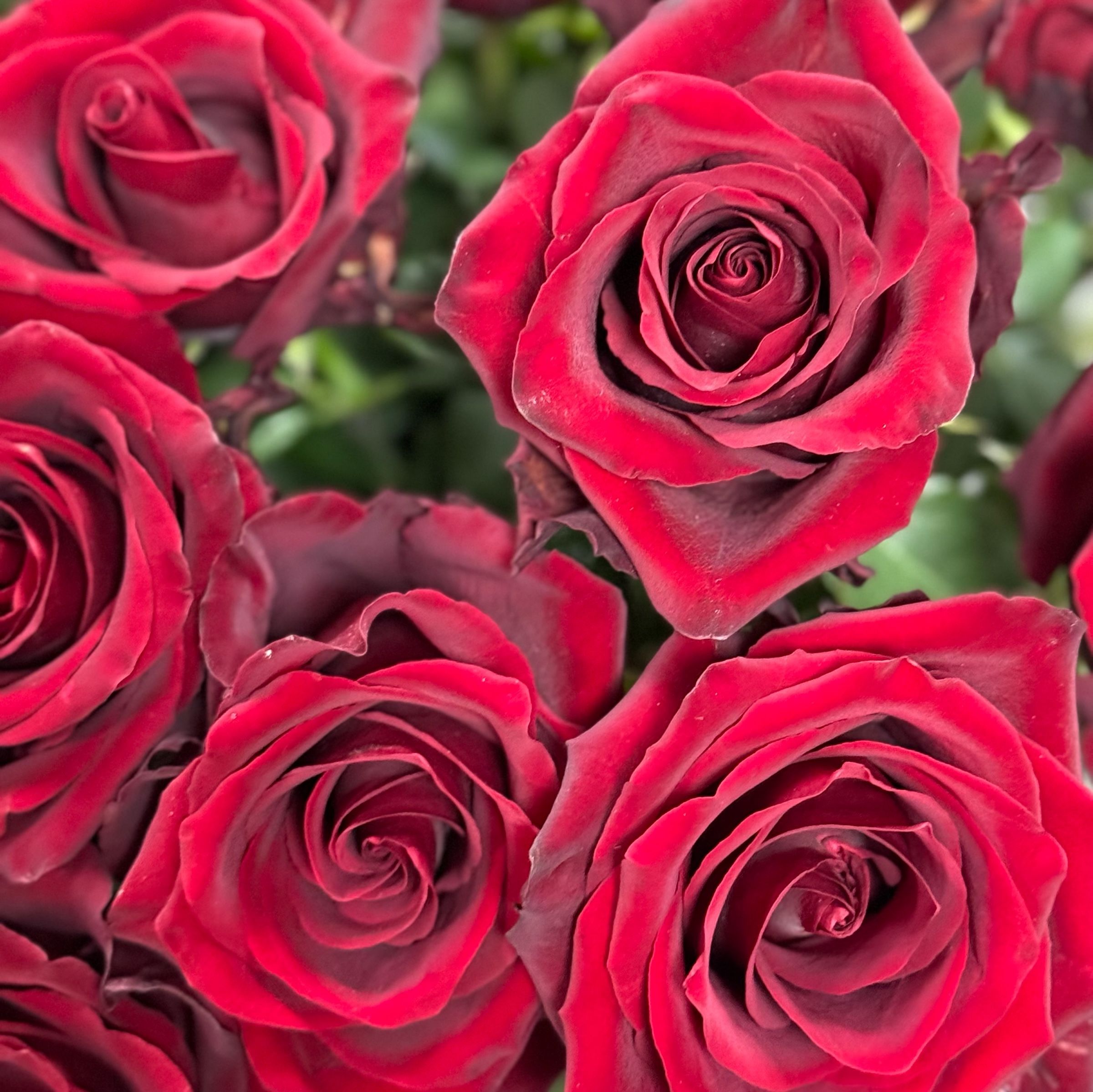 Bouquet Red rose Explorer 90 cm