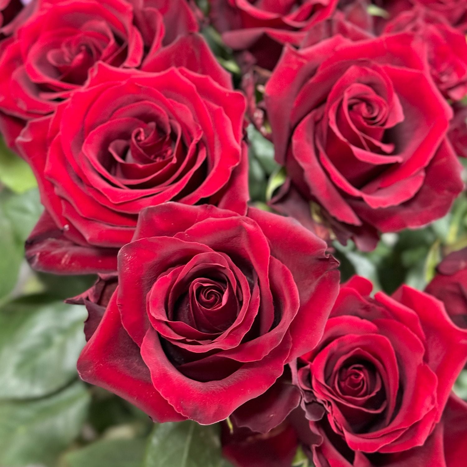 rose (25 pcs.), packaging, ribbon