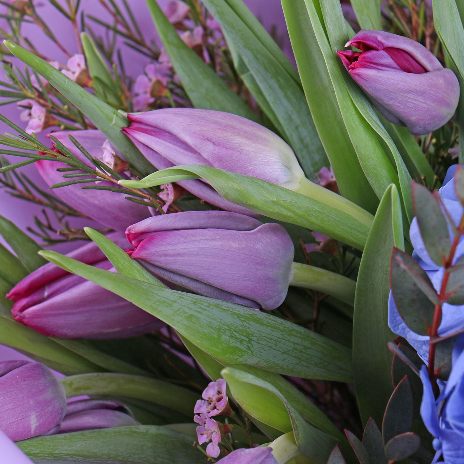 eucalyptus, hydrangea, tulip (9 pcs.), chamelacium, packaging, ribbon