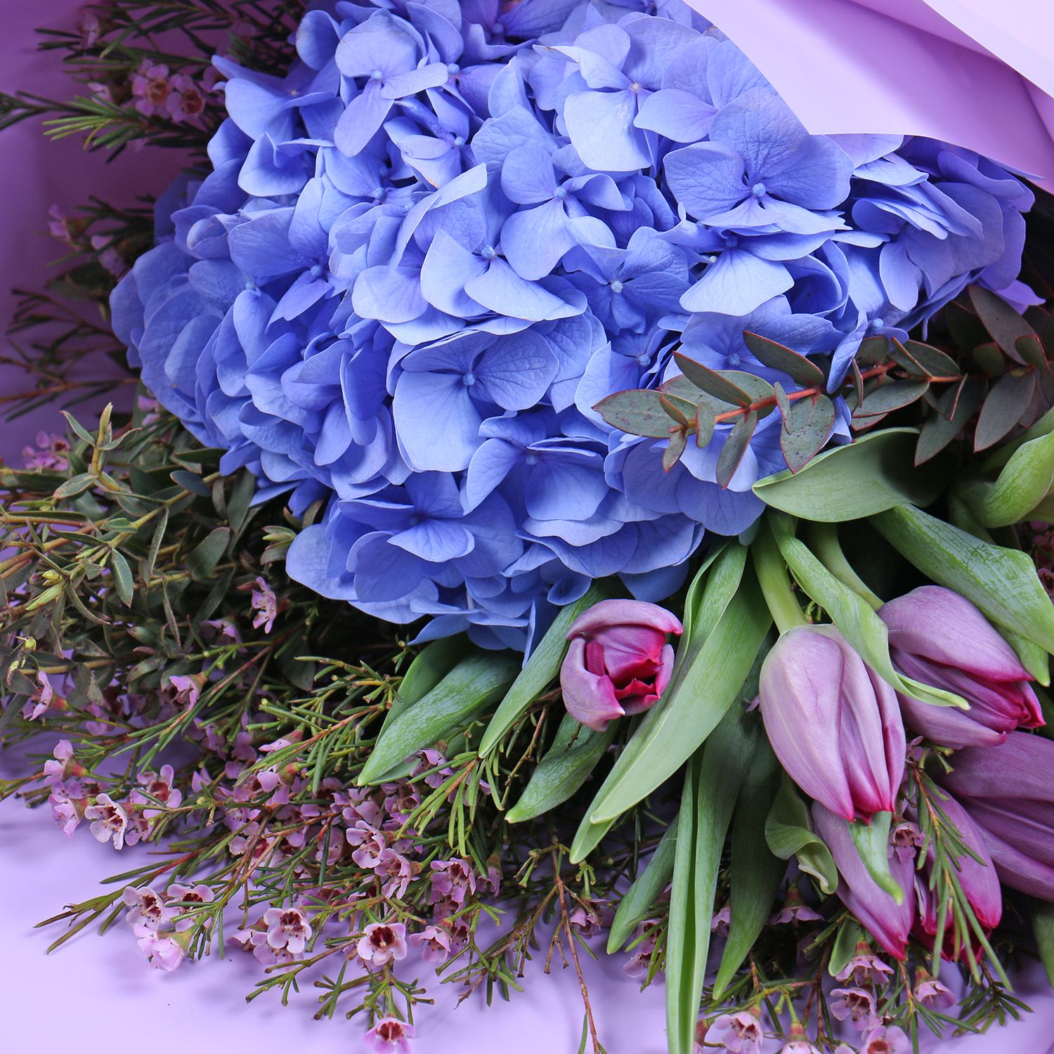 eucalyptus, hydrangea, tulip (9 pcs.), chamelacium, packaging, ribbon