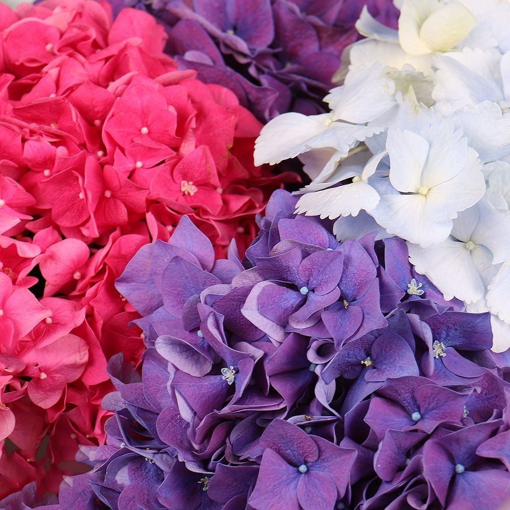 purple hydrangea, packaging, ribbon