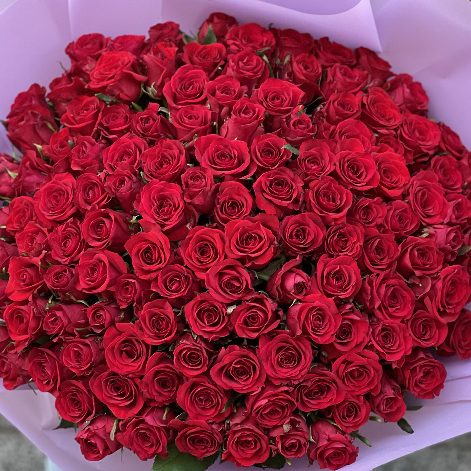 red rose (101 pcs.), packaging, ribbon