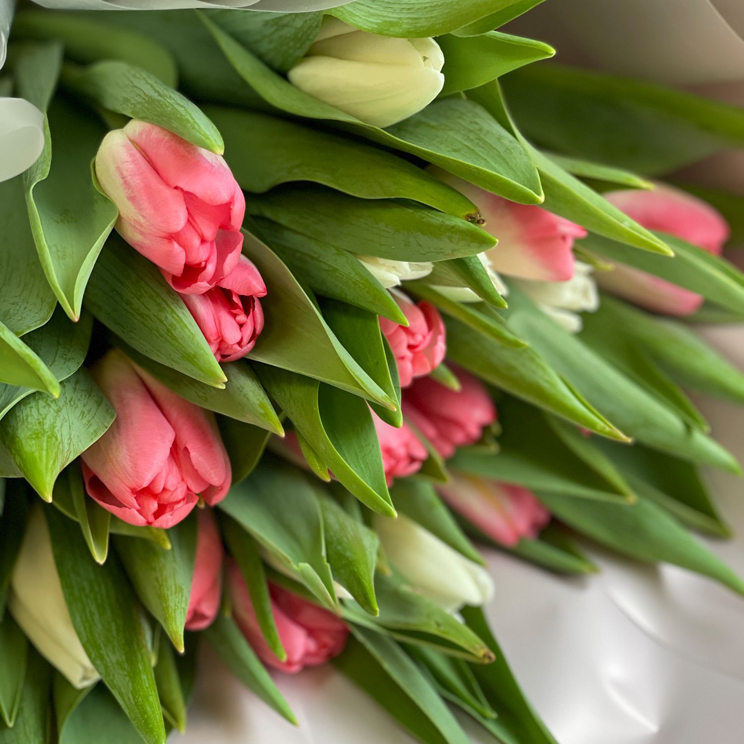 Bouquet 25 white and pink tulips