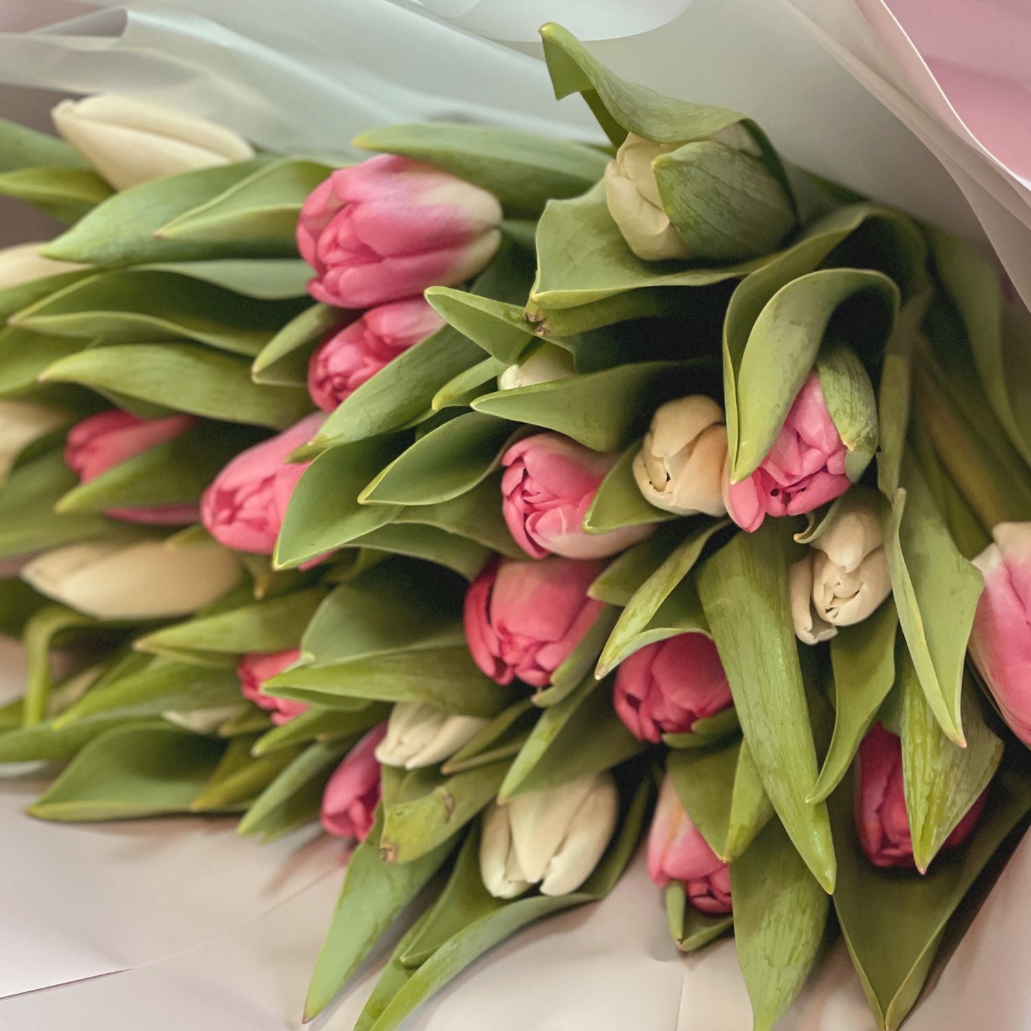 Bouquet 25 white and pink tulips