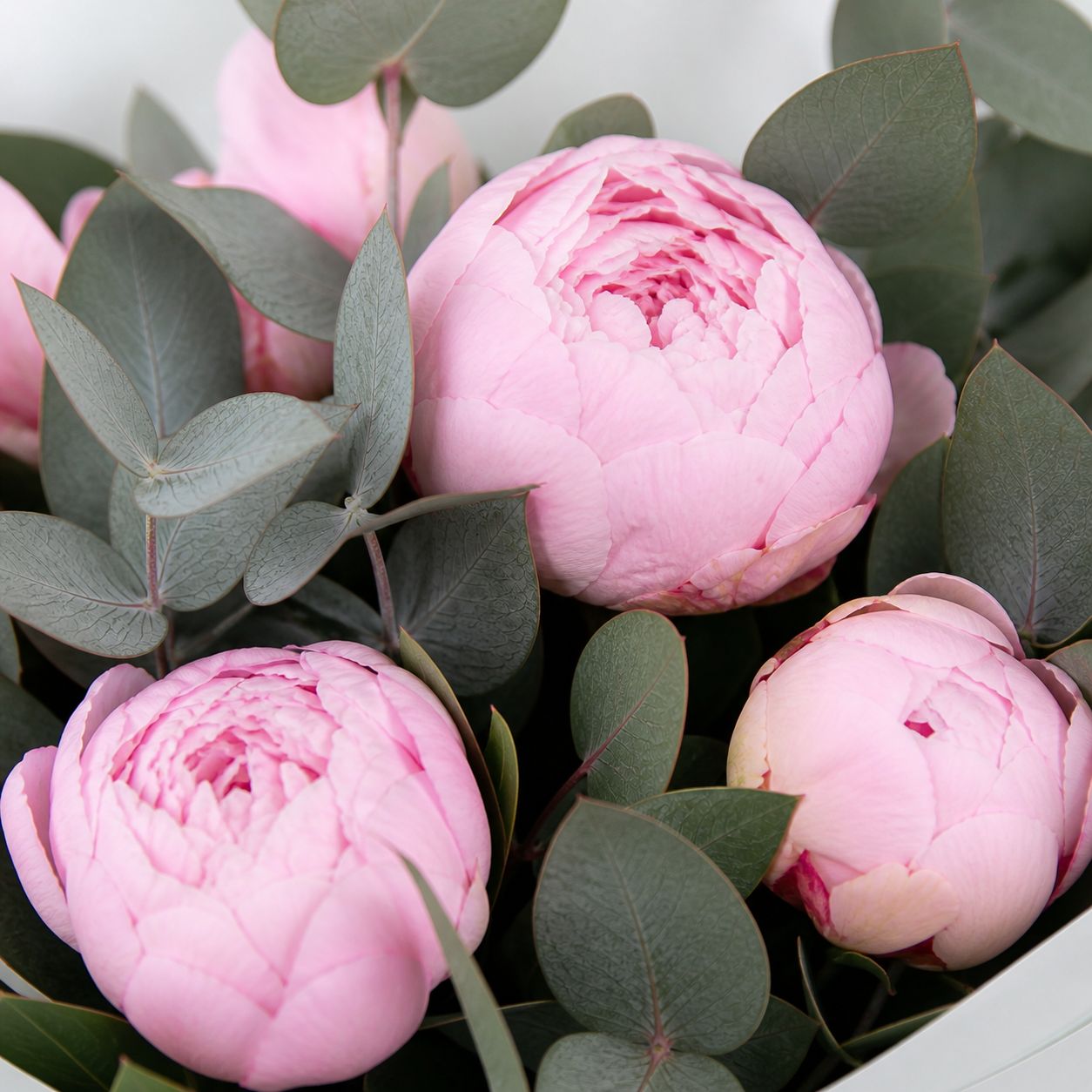peony, eucalyptus (7 pcs.), packaging, ribbon