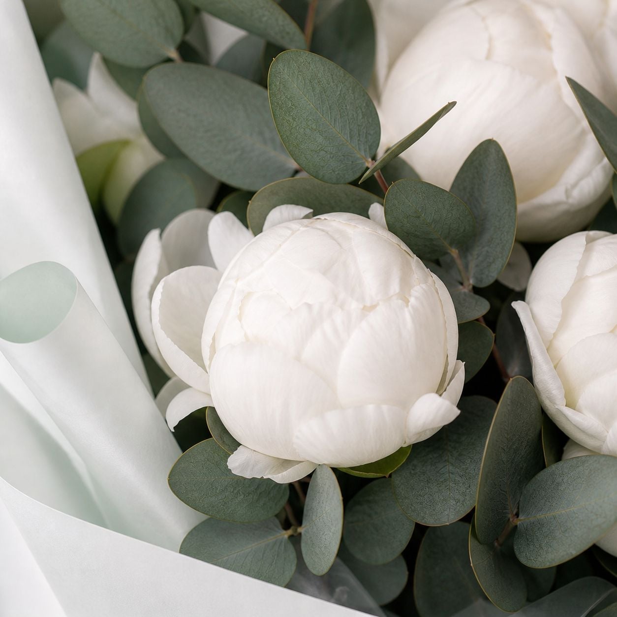 peony (7 pcs.), eucalyptus, packaging, ribbon