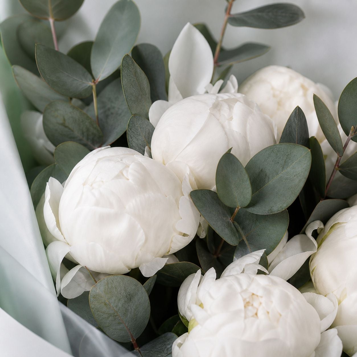 peony (7 pcs.), eucalyptus, packaging, ribbon