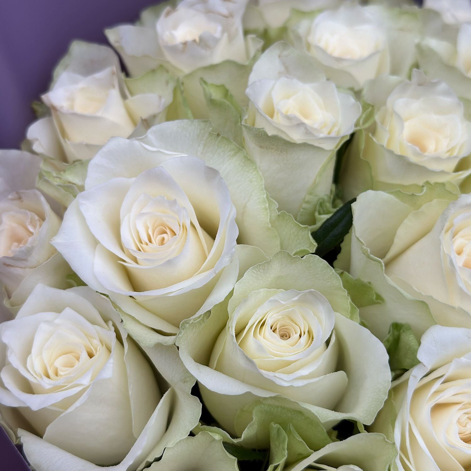 white rose (25 pcs.), packaging, ribbon