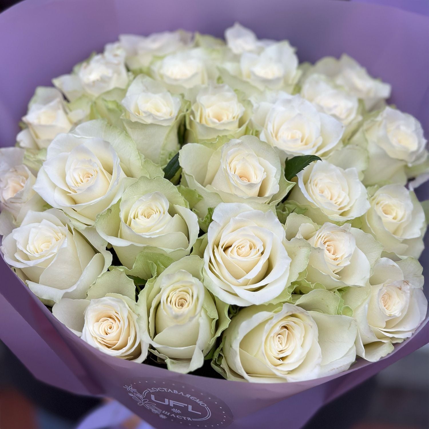 white rose (25 pcs.), packaging, ribbon