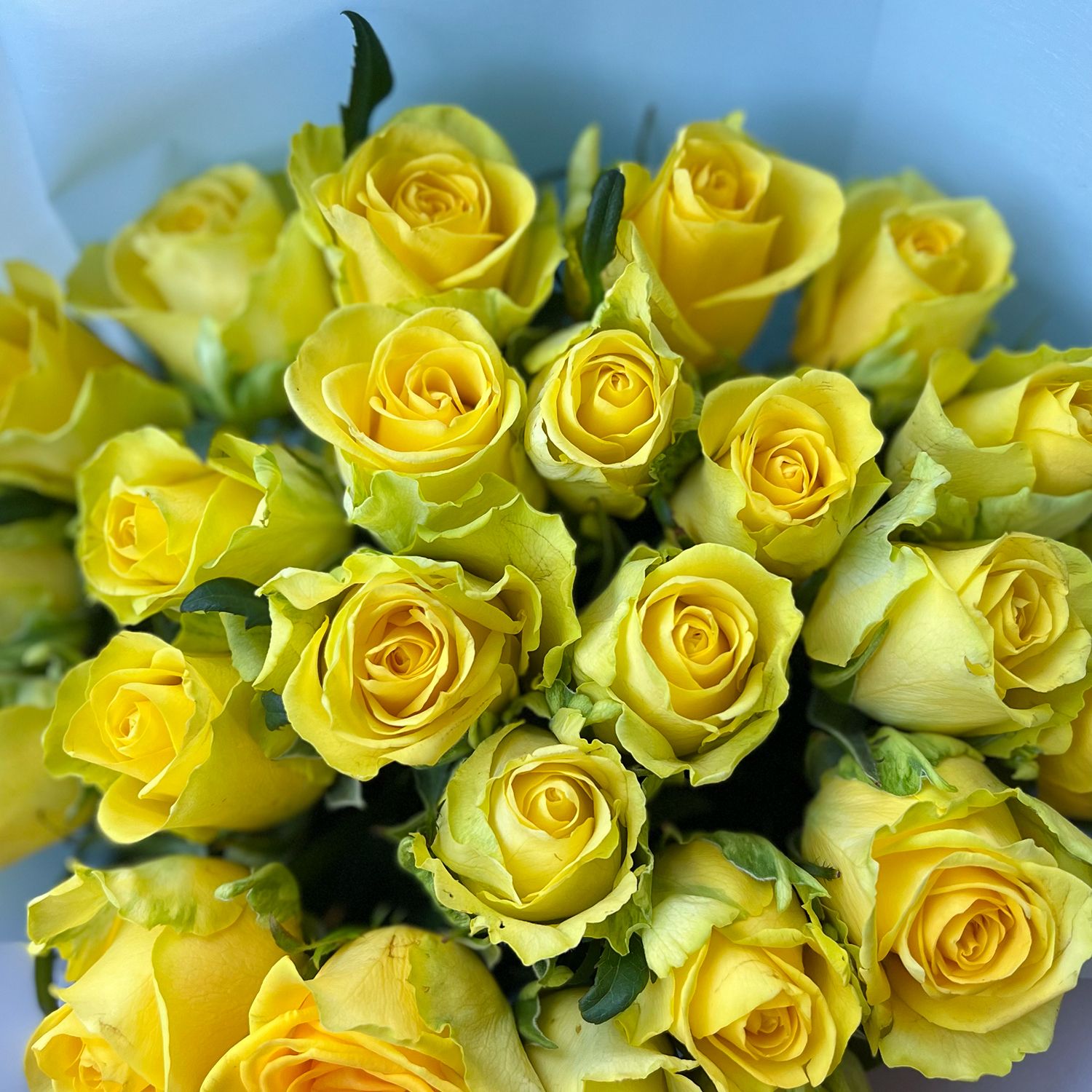 yellow rose (25 pcs.), packaging, ribbon