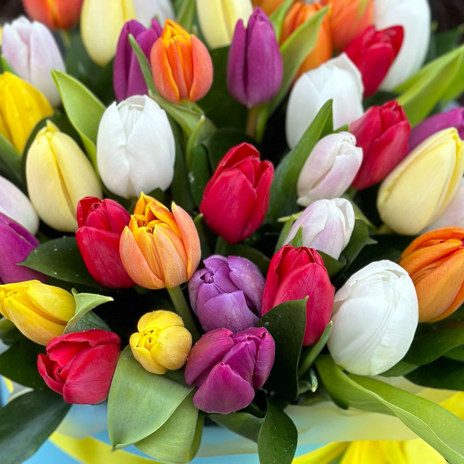 Bouquet Send spring Tulips in a box 45pcs