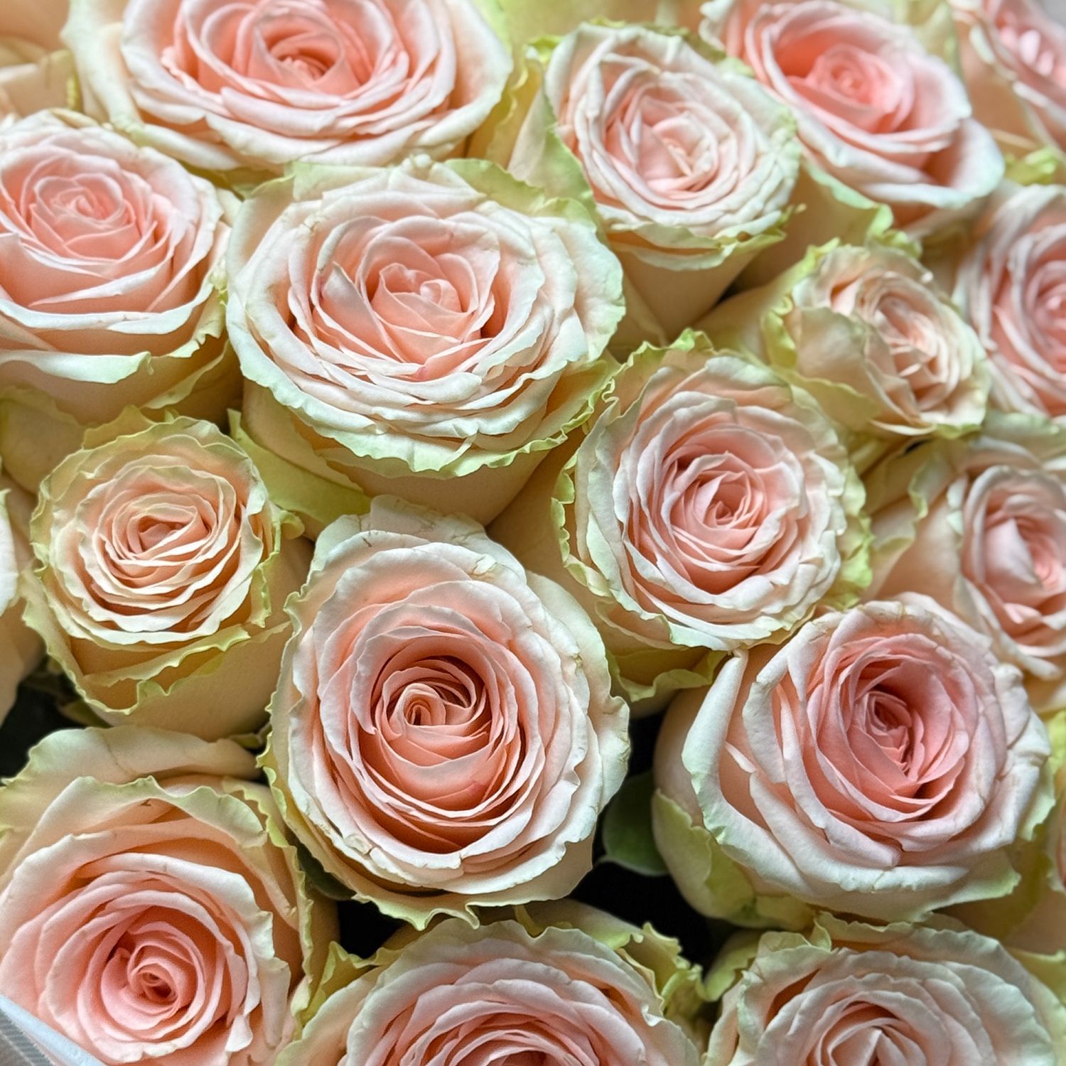 Bouquet Peach rose per piece Doris Day 60sm