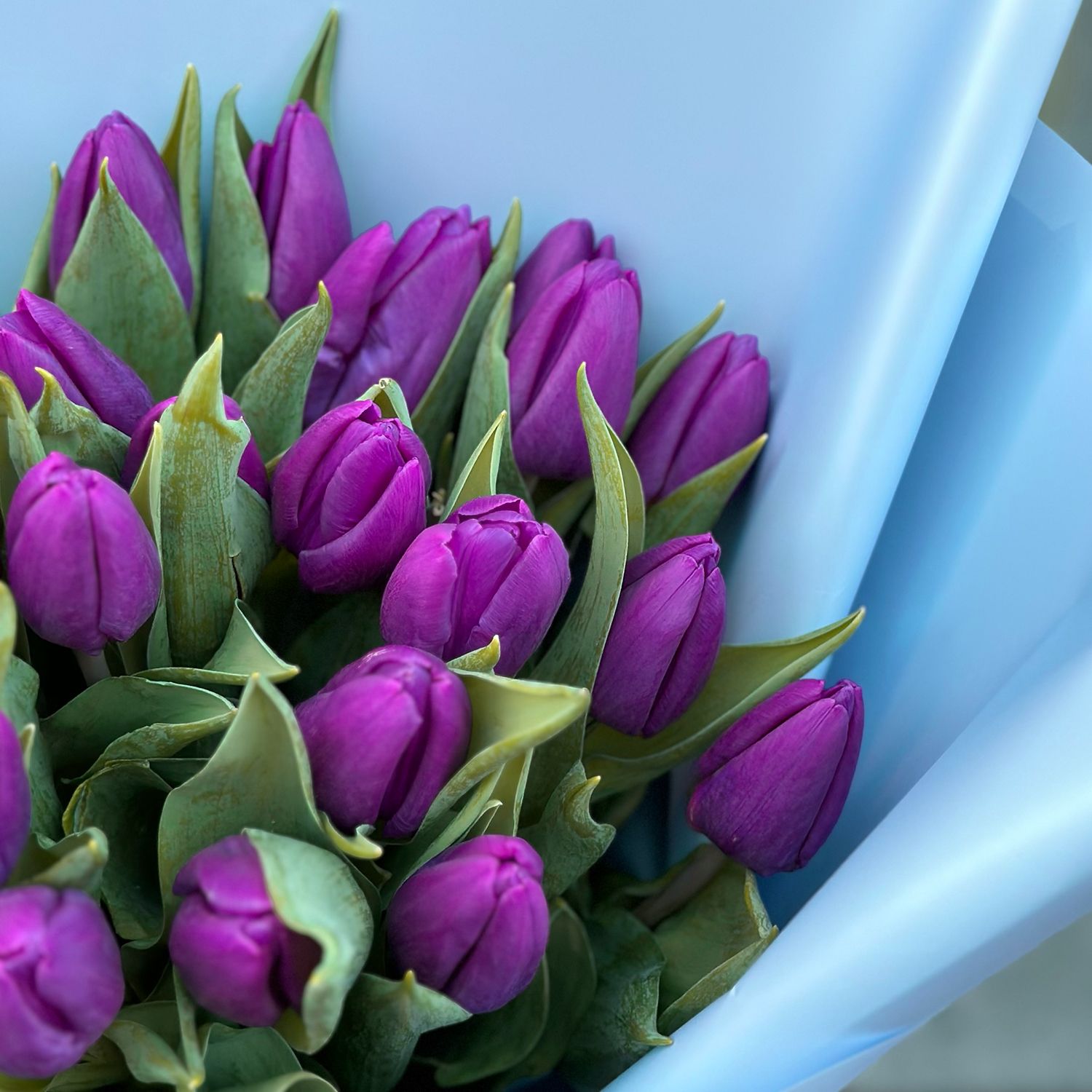 Bouquet 29 purple tulips