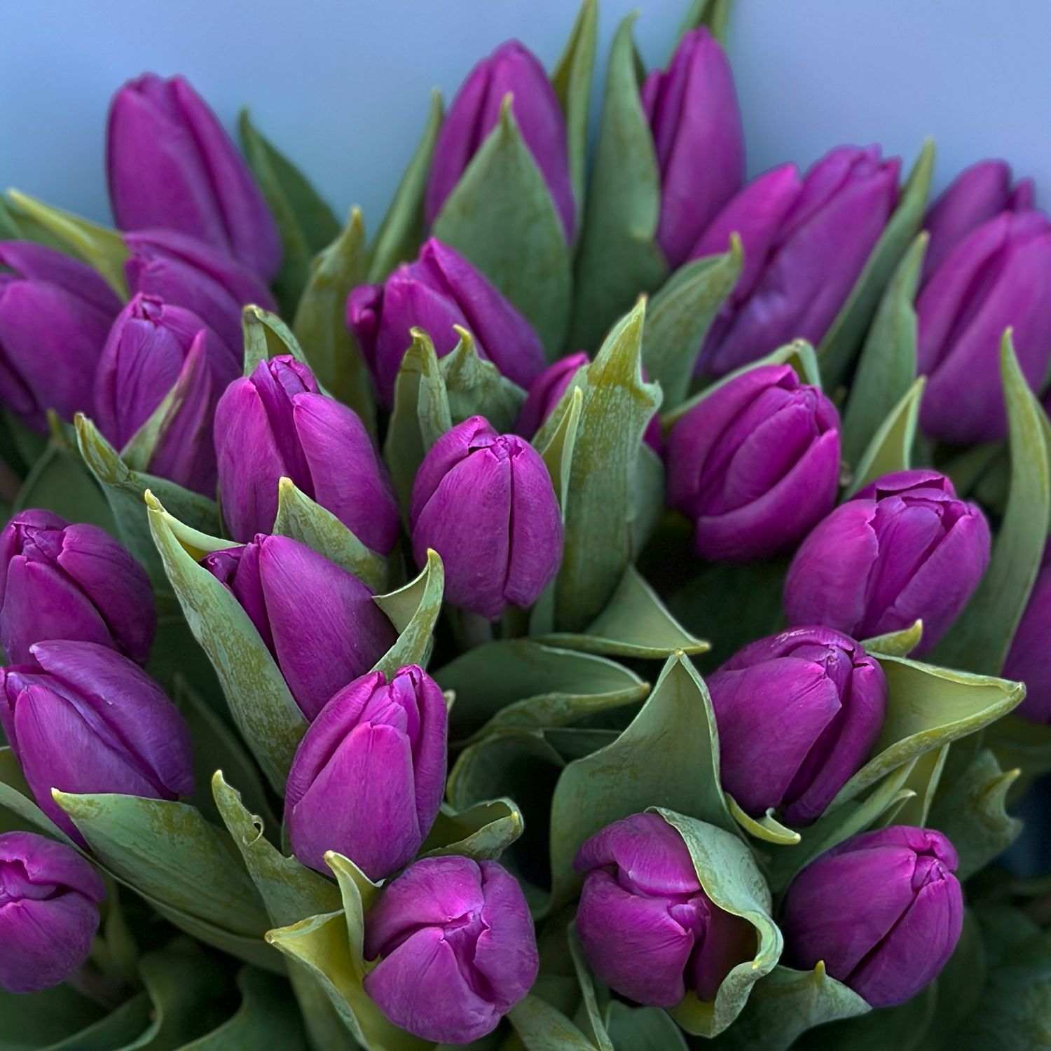 Bouquet 29 purple tulips
