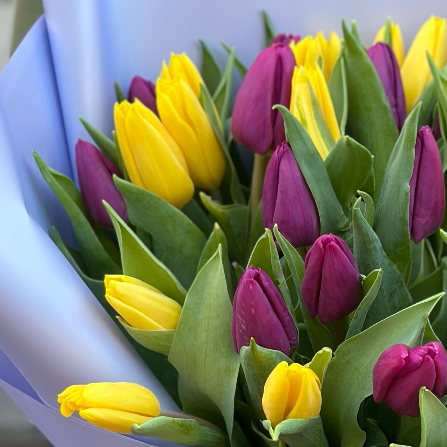 Bouquet 25 yellow and purple tulips