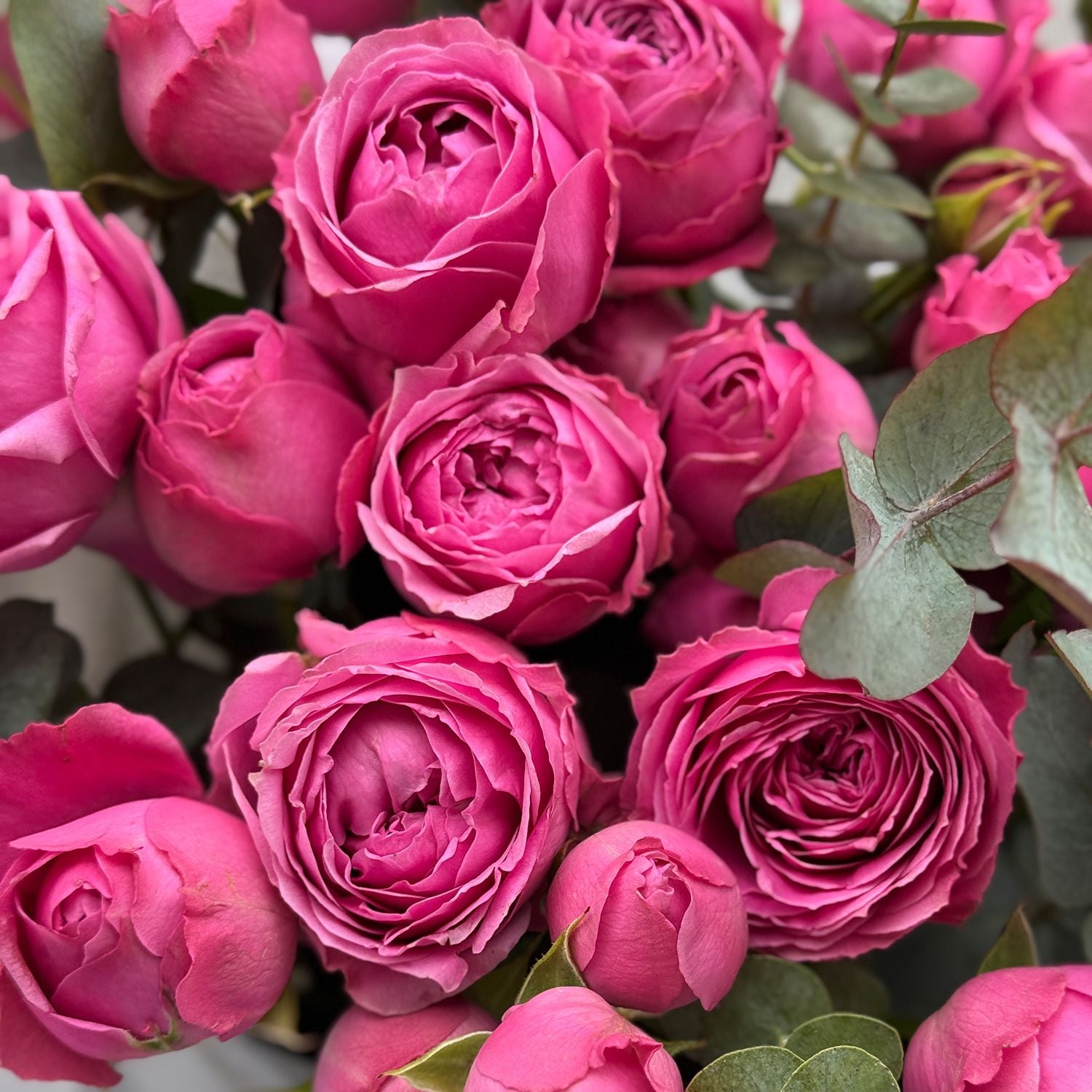 Bouquet 15 pink peony roses