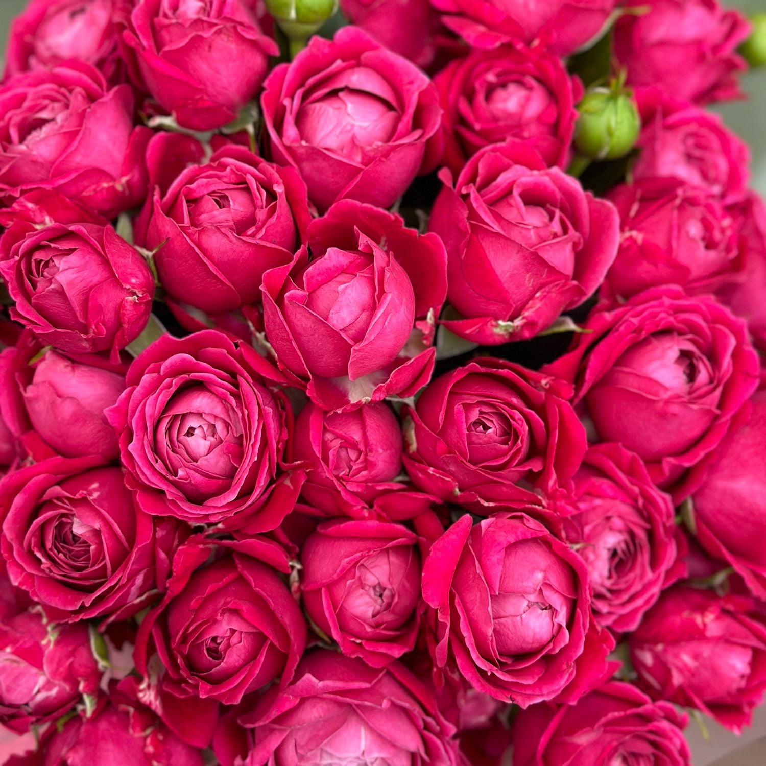 Bouquet Arrangement roses in a box 9pcs