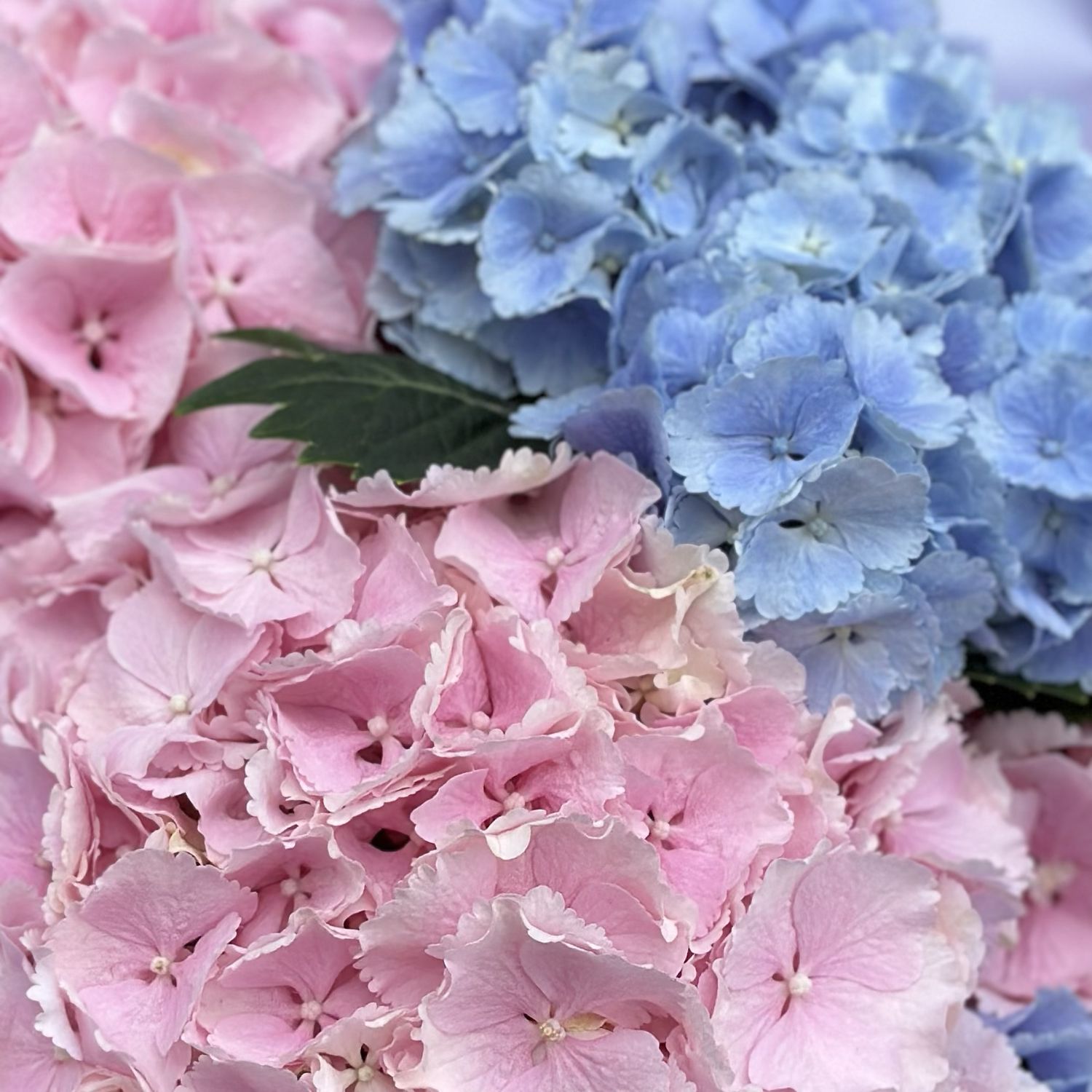 Bouquet 5 hydrangeas