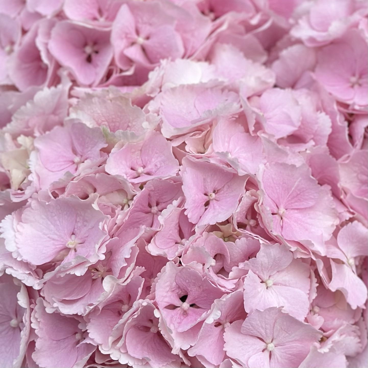 Bouquet 3 pink hydrangeas