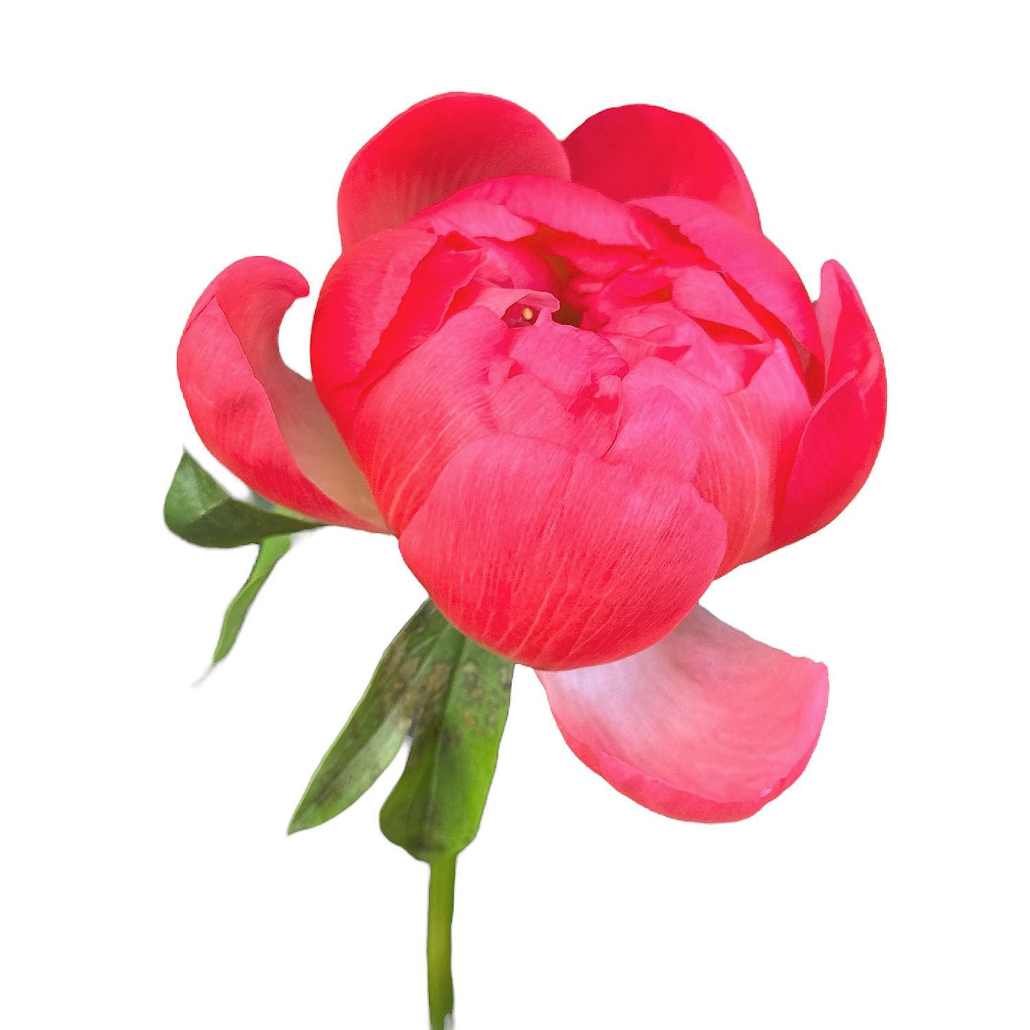 Bouquet Peony coral by piece