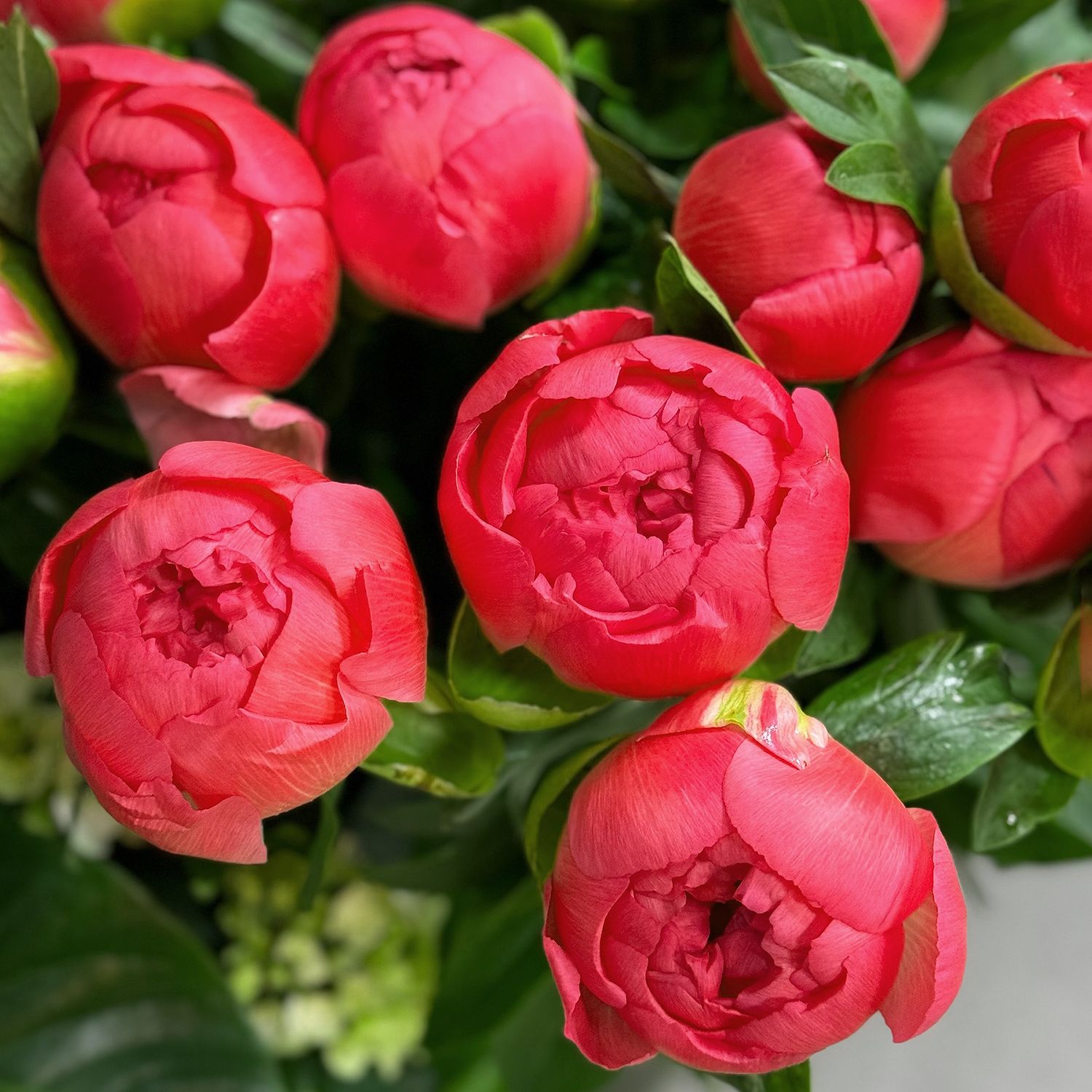Bouquet Peony coral by piece