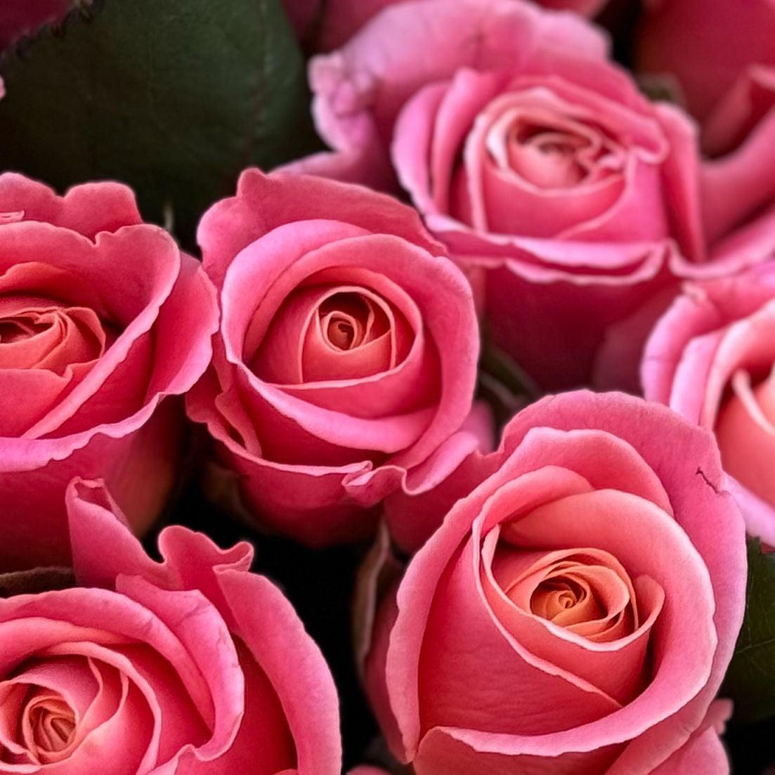 coral rose (101 pcs.), packaging, ribbon