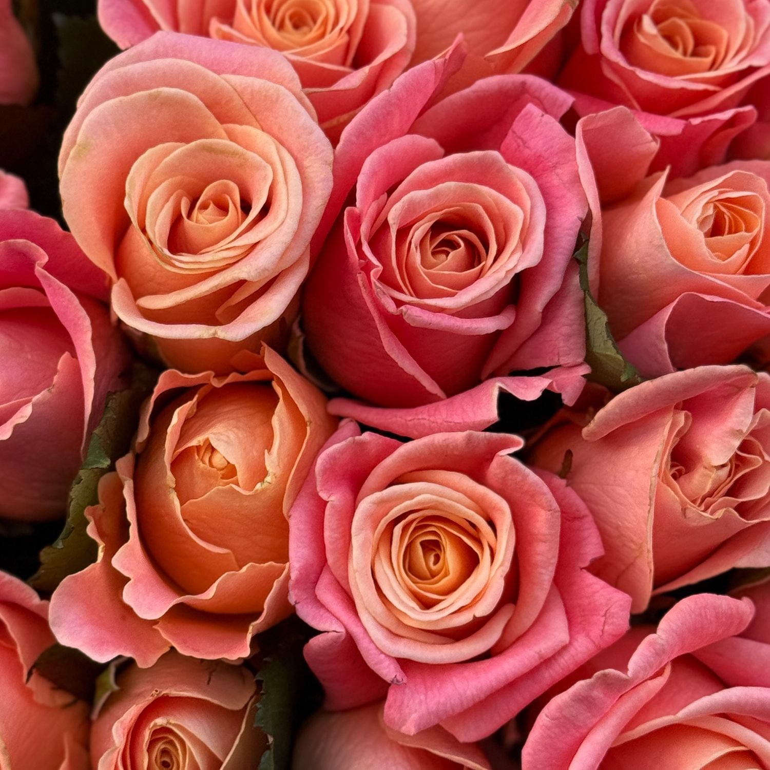 coral rose (25 pcs.), packaging, ribbon