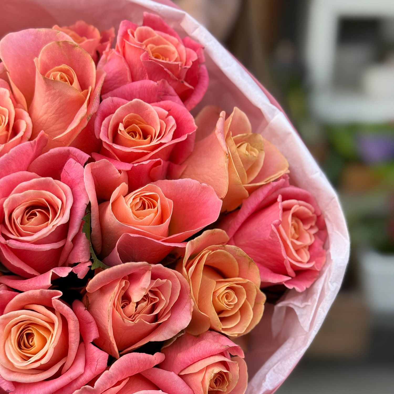 coral rose (25 pcs.), packaging, ribbon