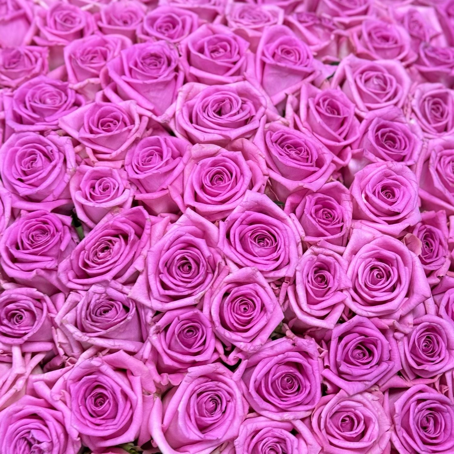 pink rose (101 pcs.), round box, oasis, packaging, ribbon