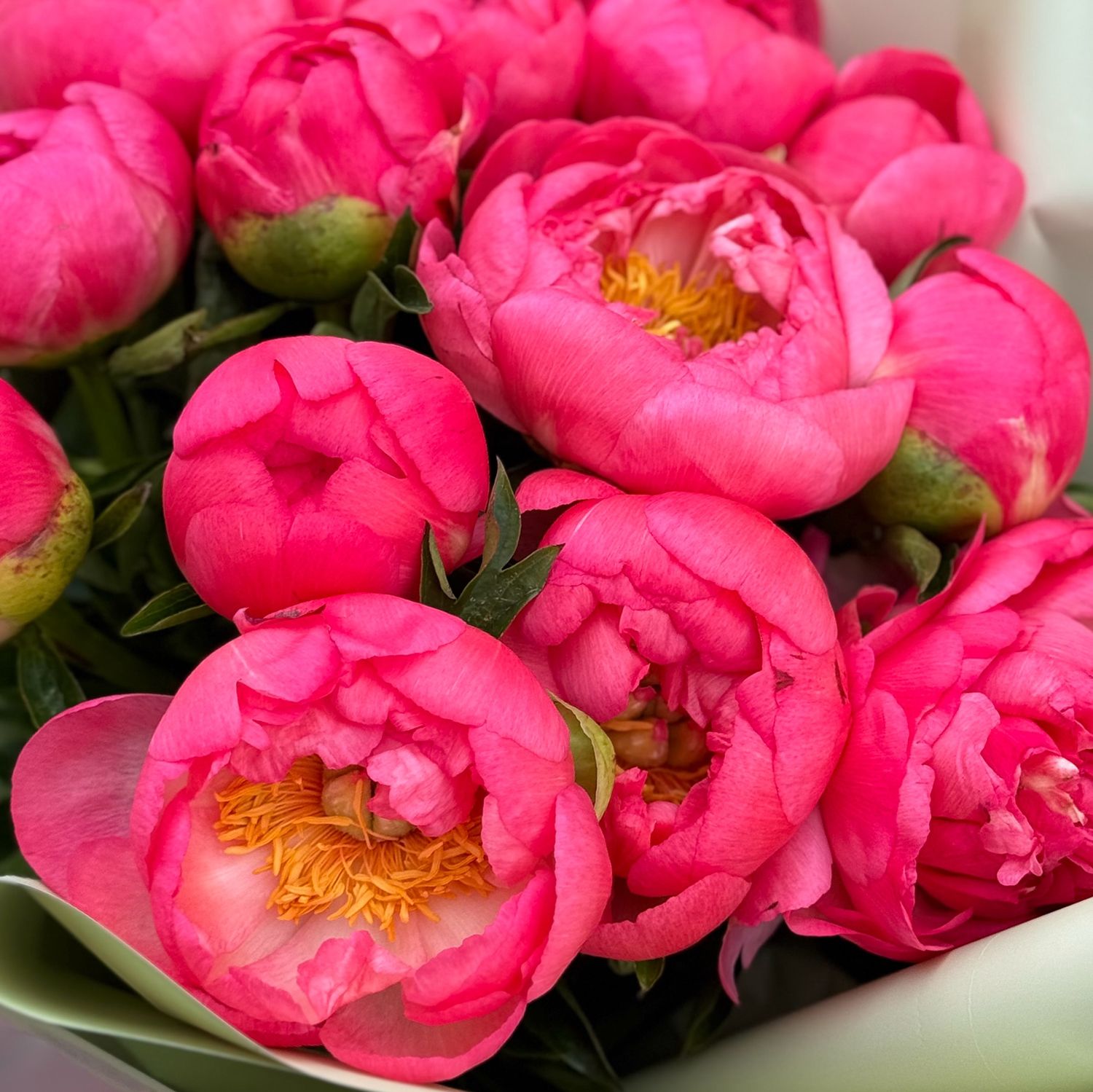 peony (15 pcs.), eucalyptus, packaging, ribbon