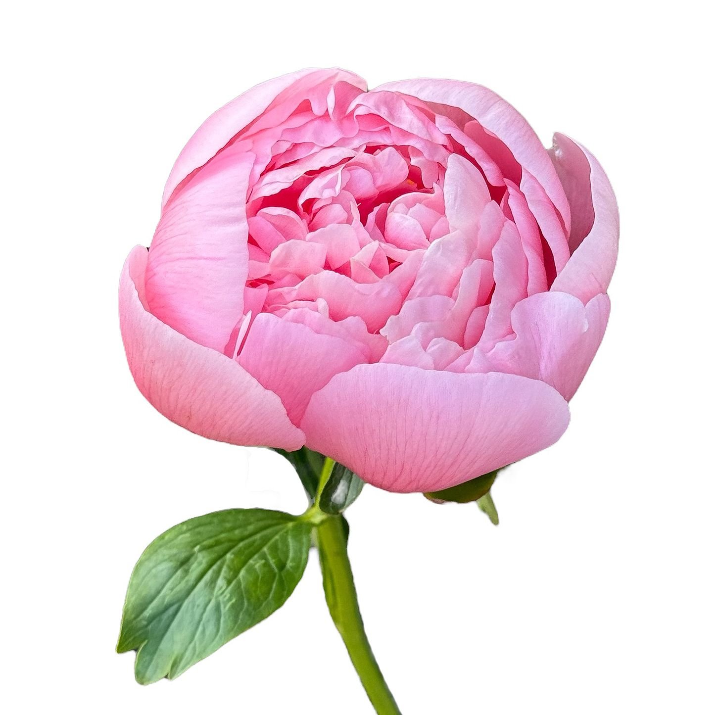 Bouquet Peony Salmon Pink by piece