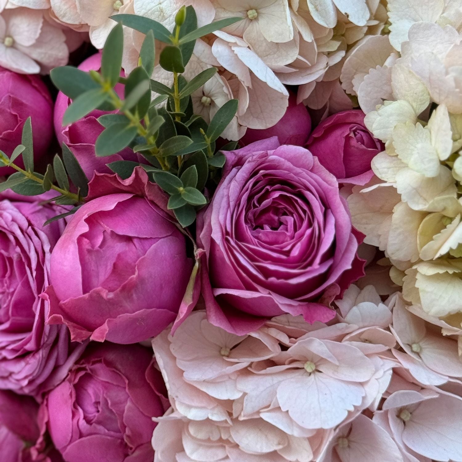 hydrangea, rose (9 pcs.), eucalyptus, packaging, ribbon