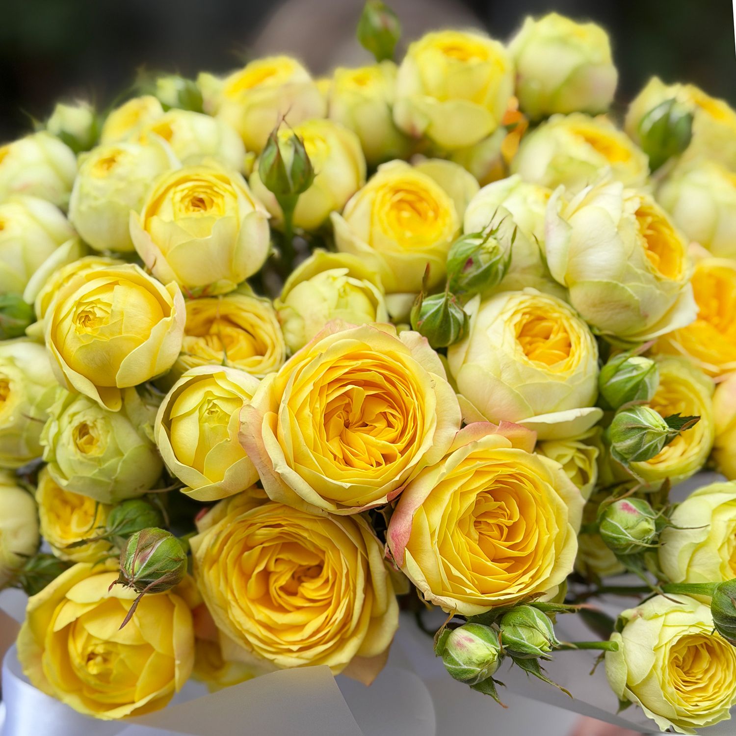 Bouquet Yellow spray roses in a box