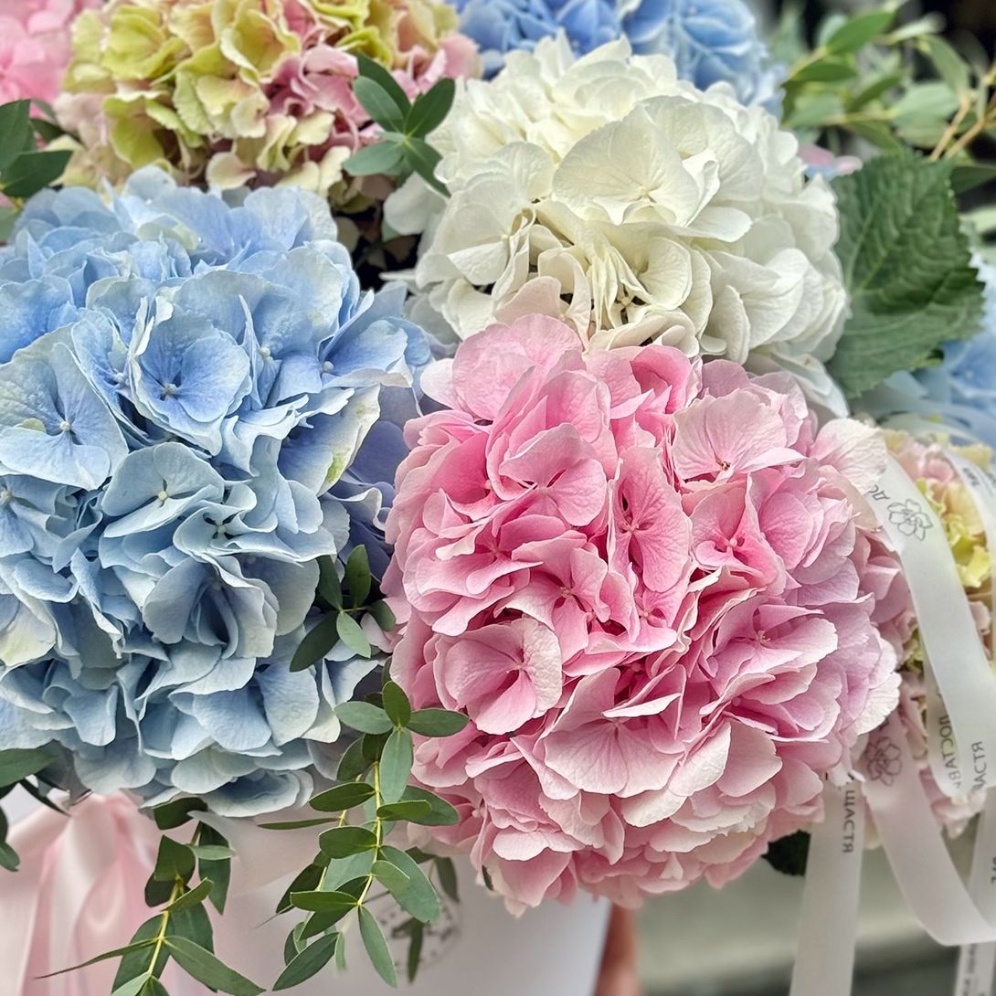 Bouquet Hydrangea mix in a box XXL