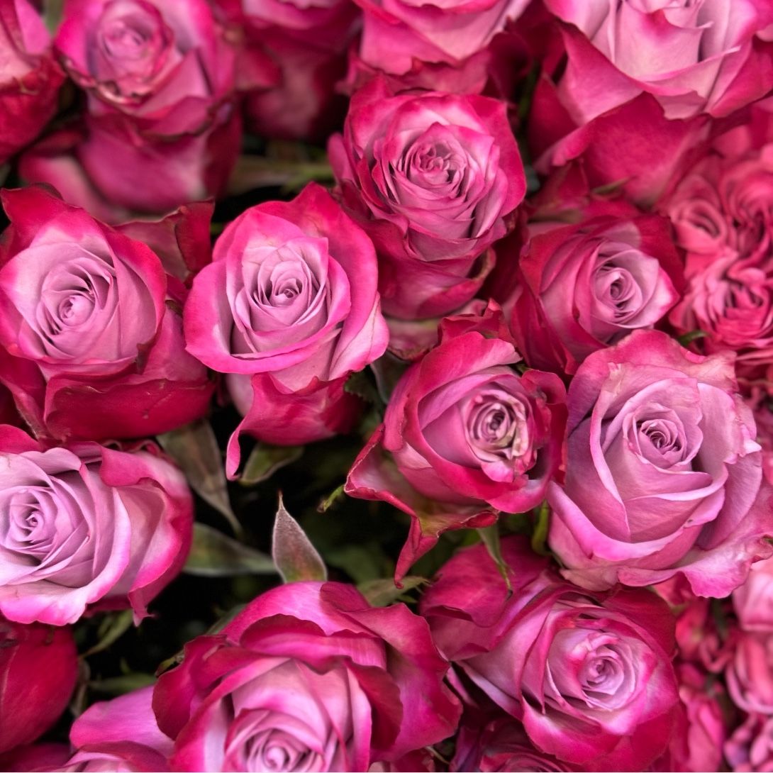 Bouquet Rose Deep Purple ��������