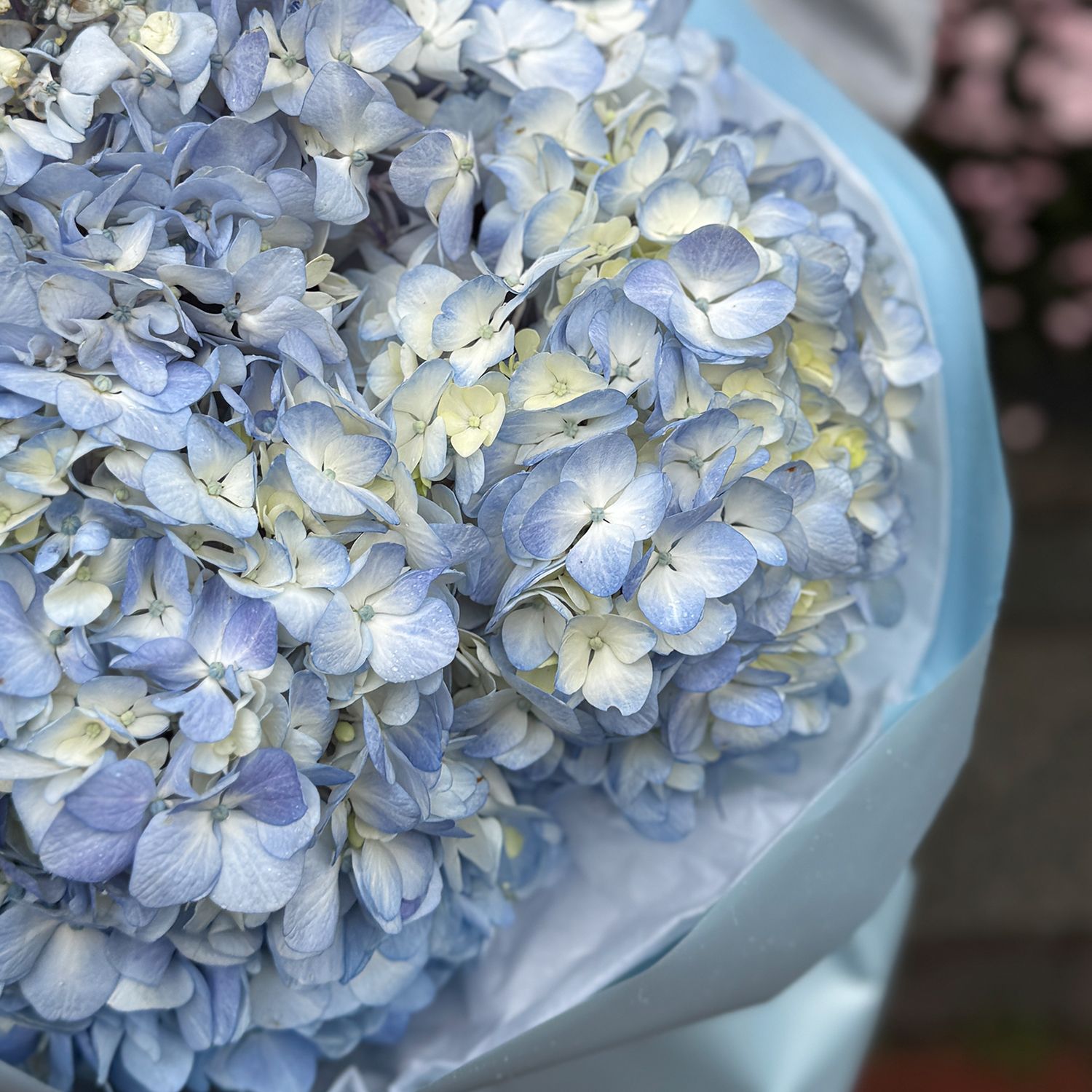 Bouquet Bouquet of blue hydrangeas