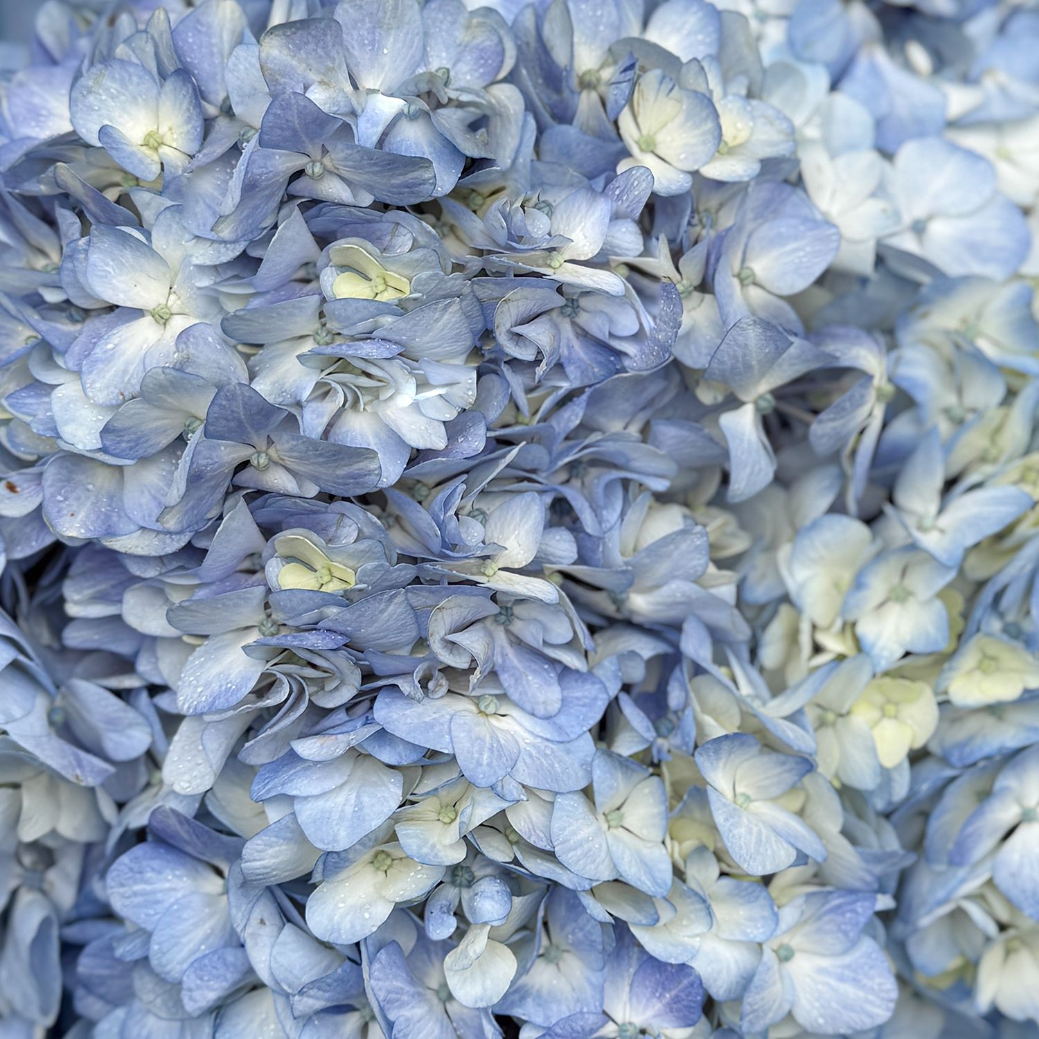 Bouquet Bouquet of blue hydrangeas