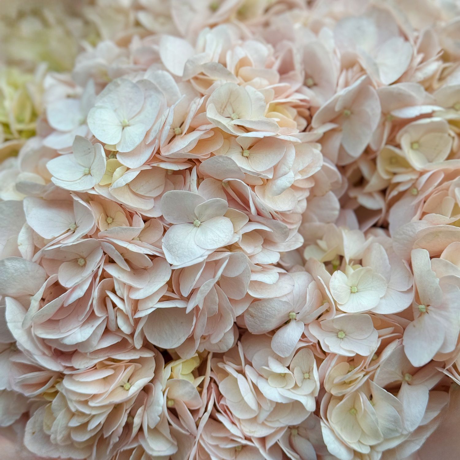 Bouquet Bouquet of pink hydrangeas