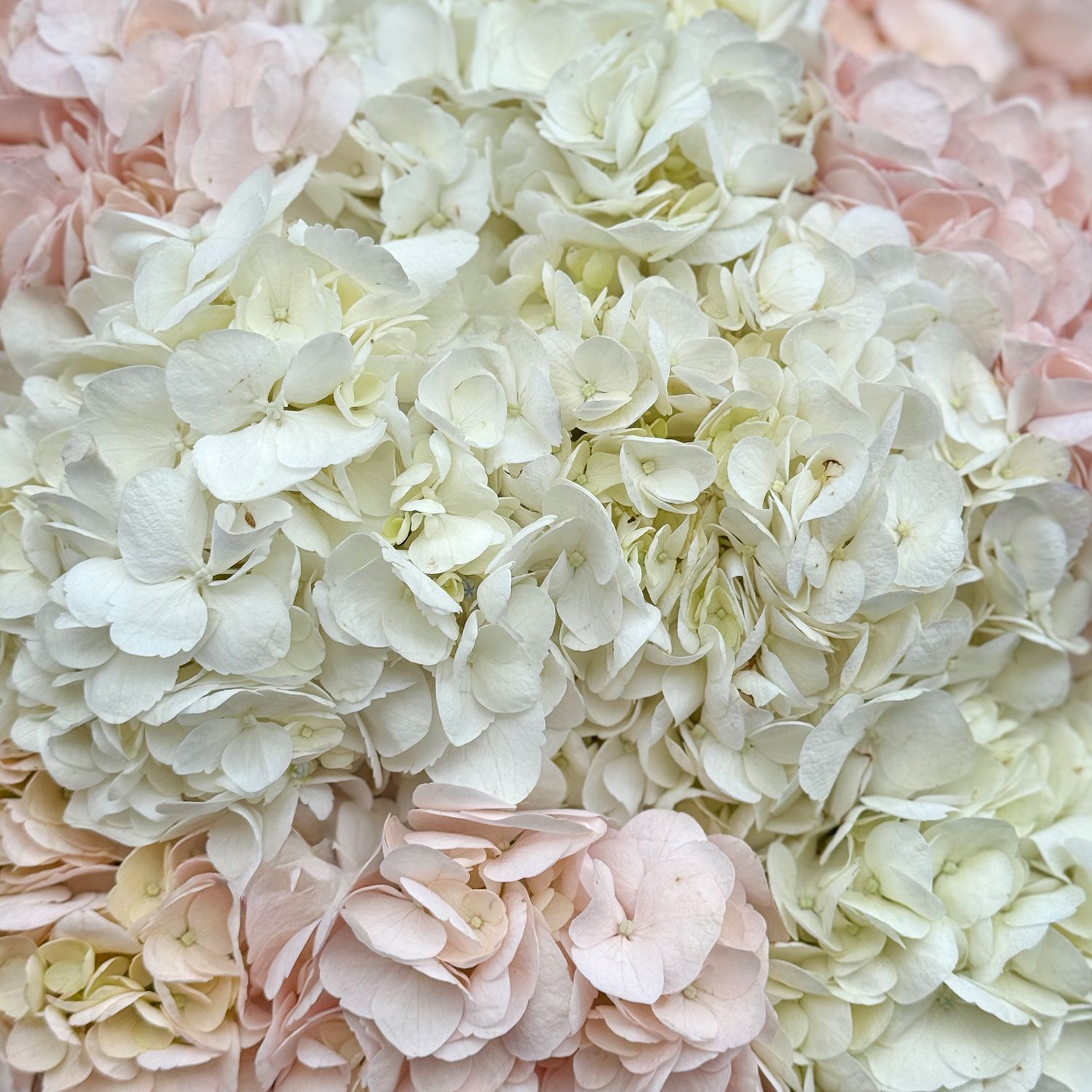 Bouquet Tender cloud of hydrangeas