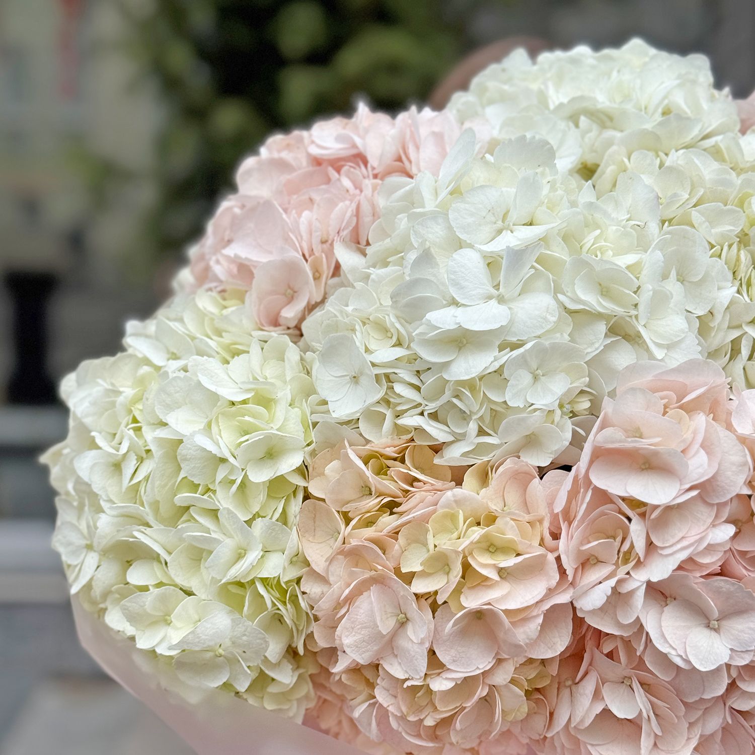 Bouquet Tender cloud of hydrangeas