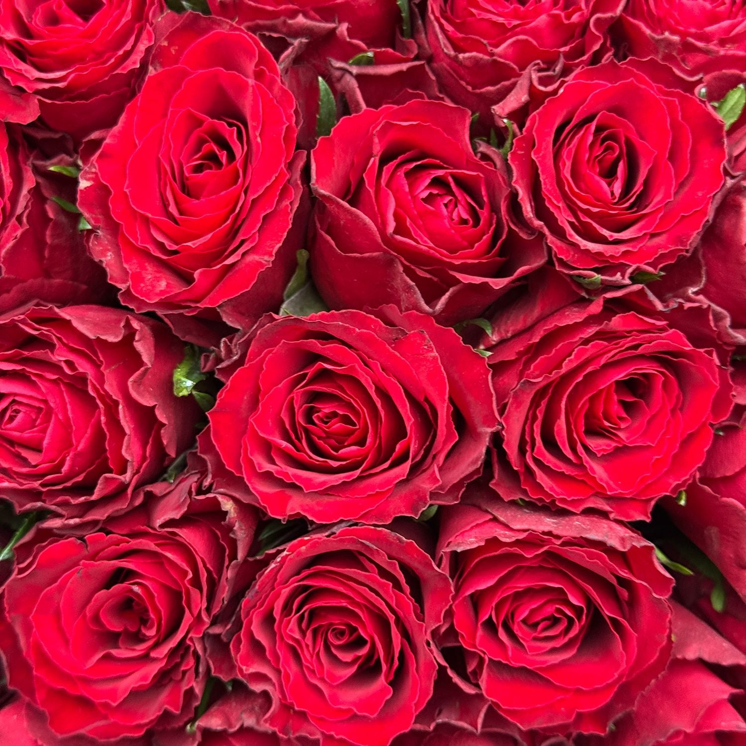 Bouquet 51 red roses Kenia