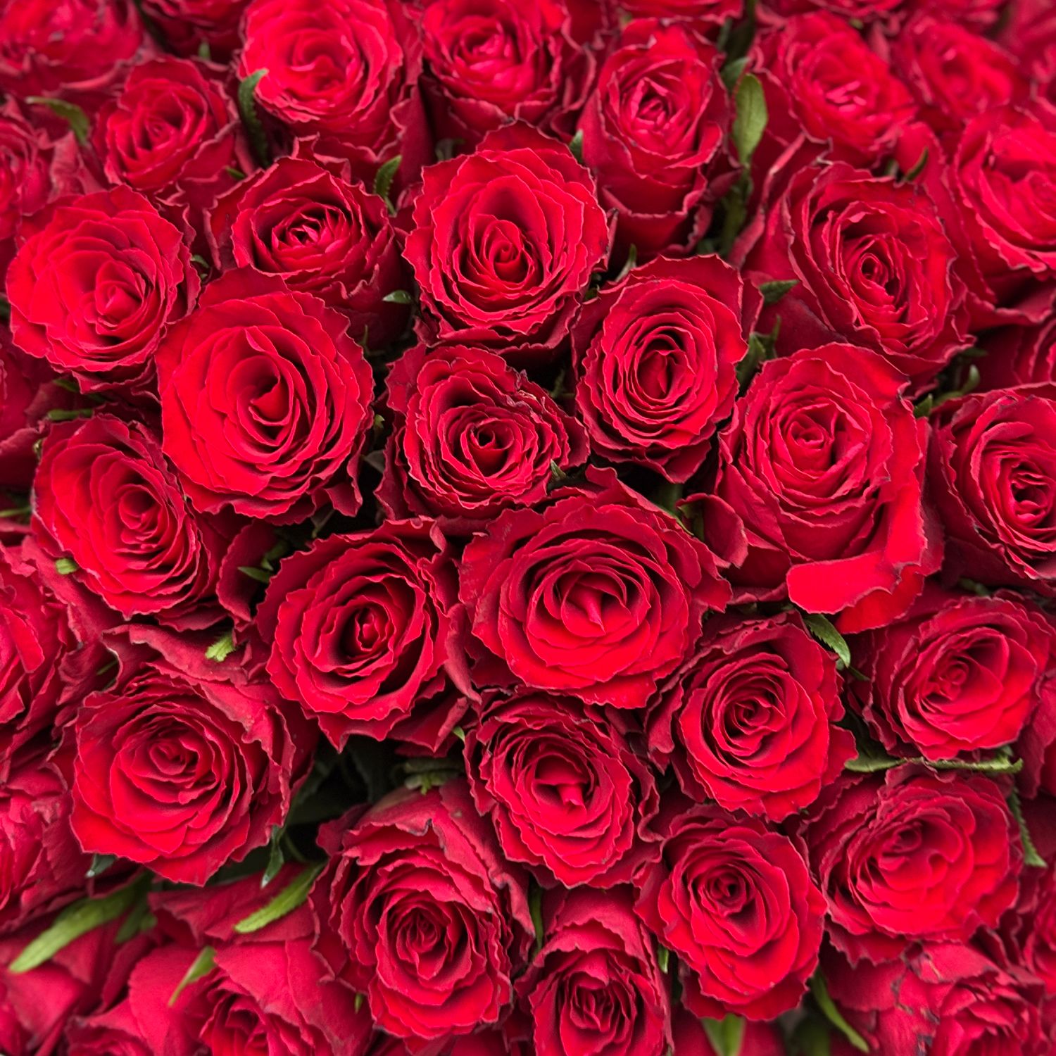 Bouquet 101 red roses Kenia