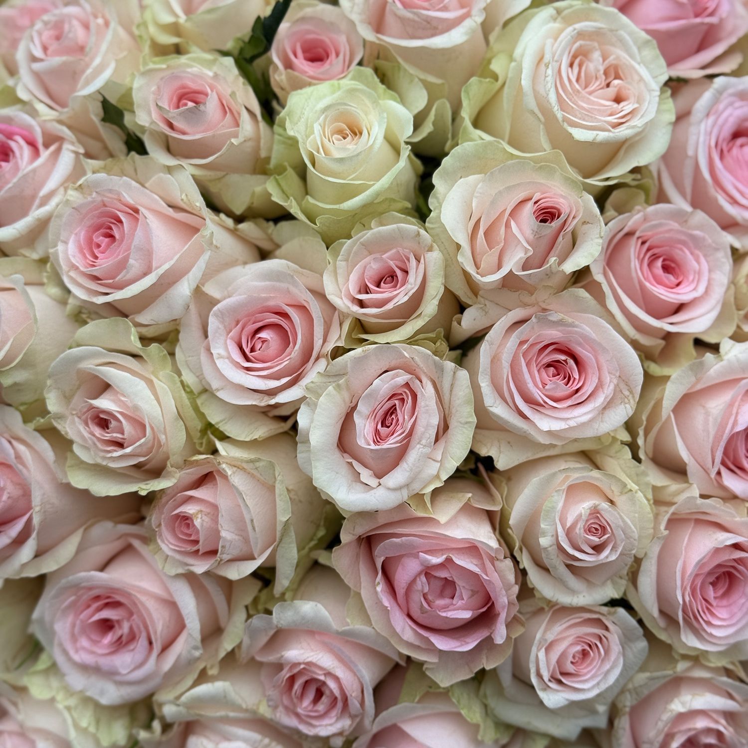 Bouquet 101 pink roses Kenia