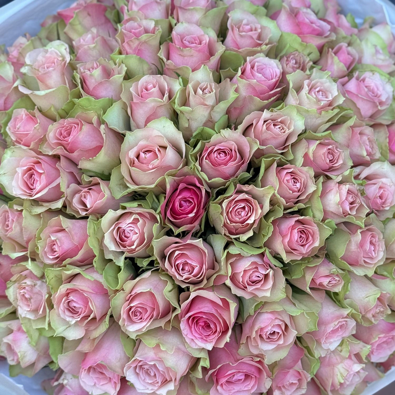 Bouquet 101 pink roses Kenia