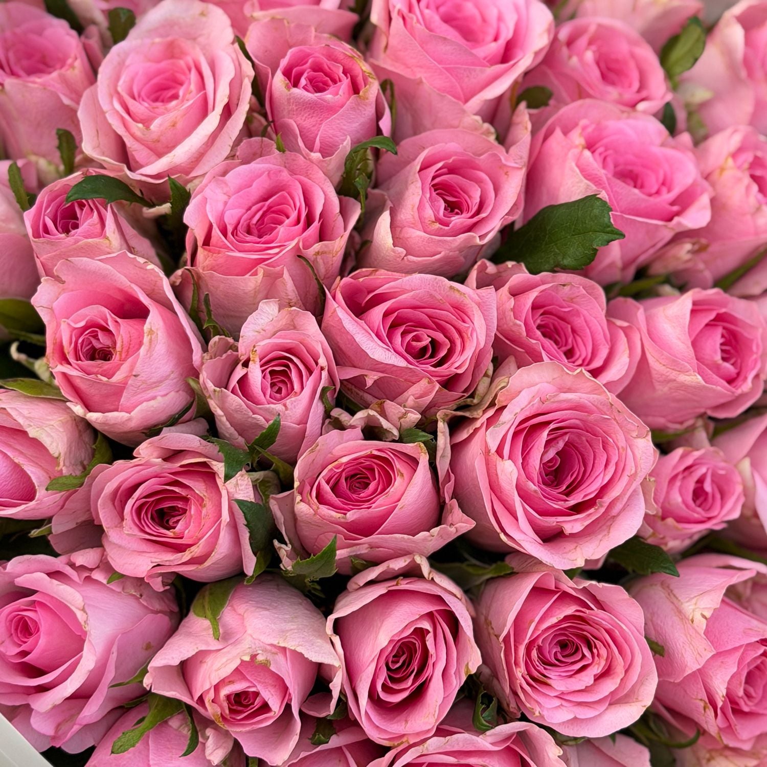 Bouquet 51 pink roses Kenia